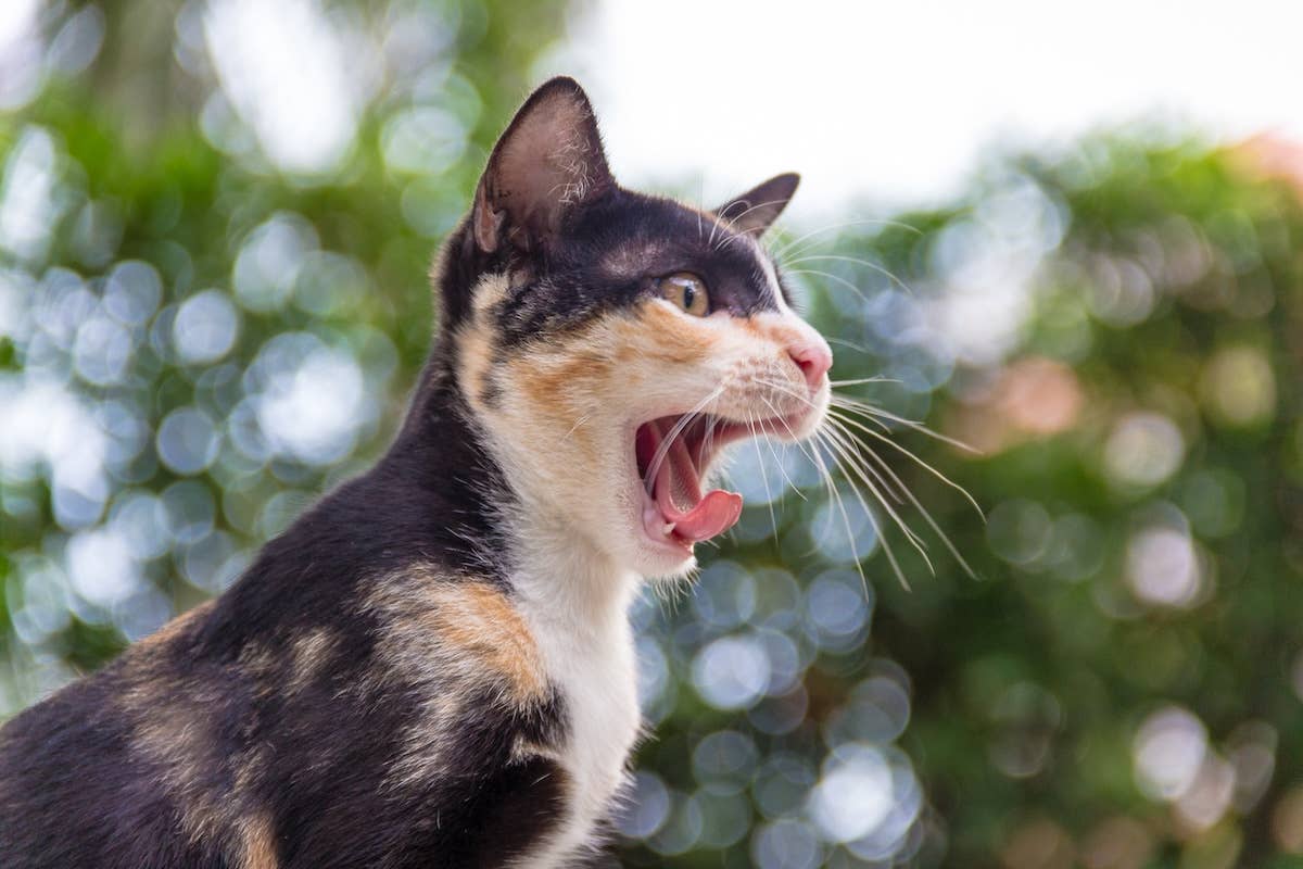 'Boss Babe' Cat Refuses to Let Baby Daddy Around Her Kittens - Parade Pets