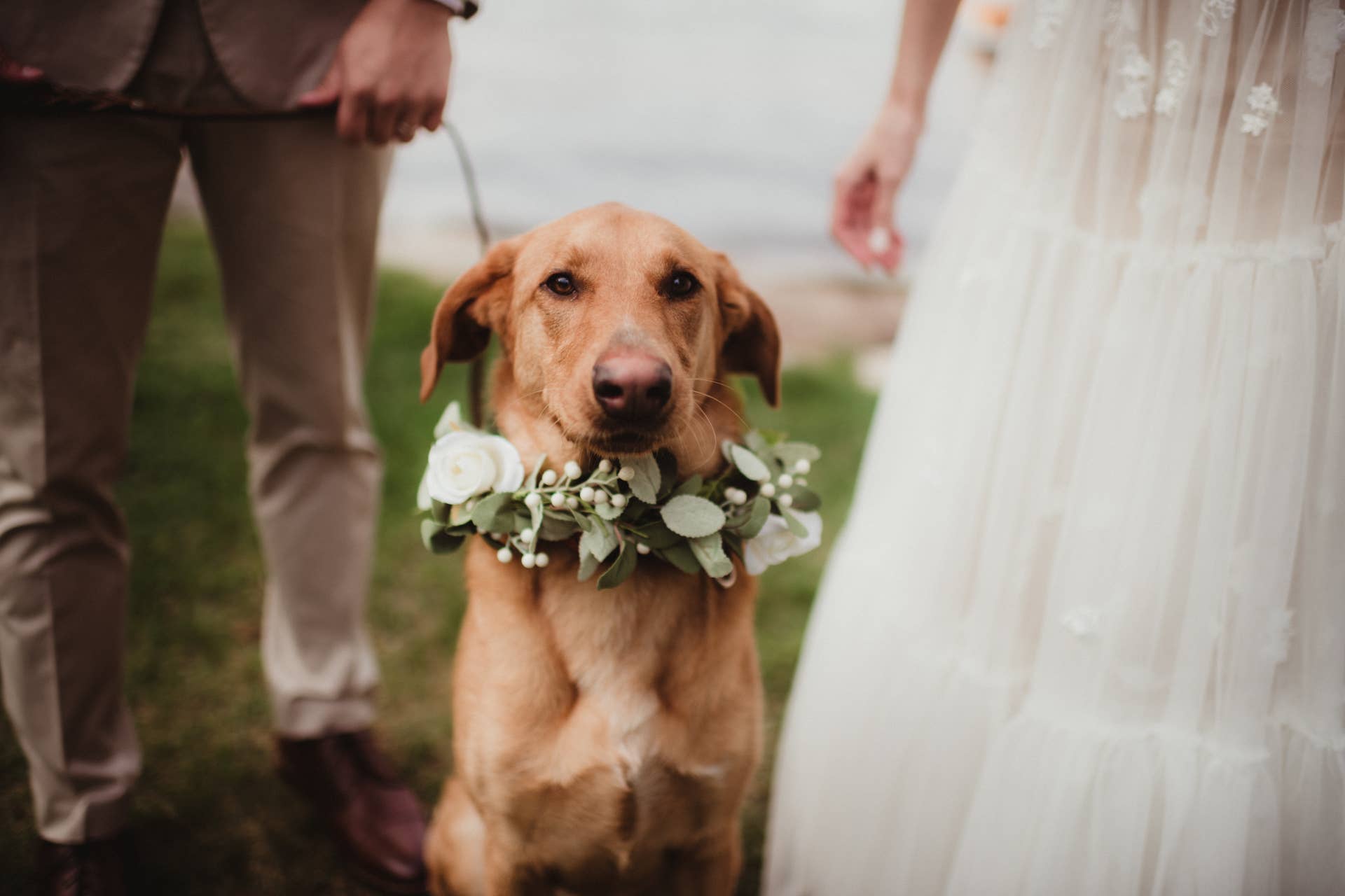 green emerald velvet dress Yellow Mirror Frock Dog Wedding Dress– Designer Bridal Outfit for Pets –  Wrapinfur main image 1