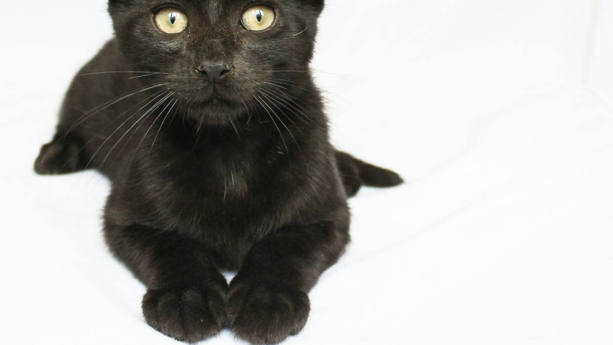 Stray Cat Sweetly Chooses Their Forever Home and It's the Sweetest ...