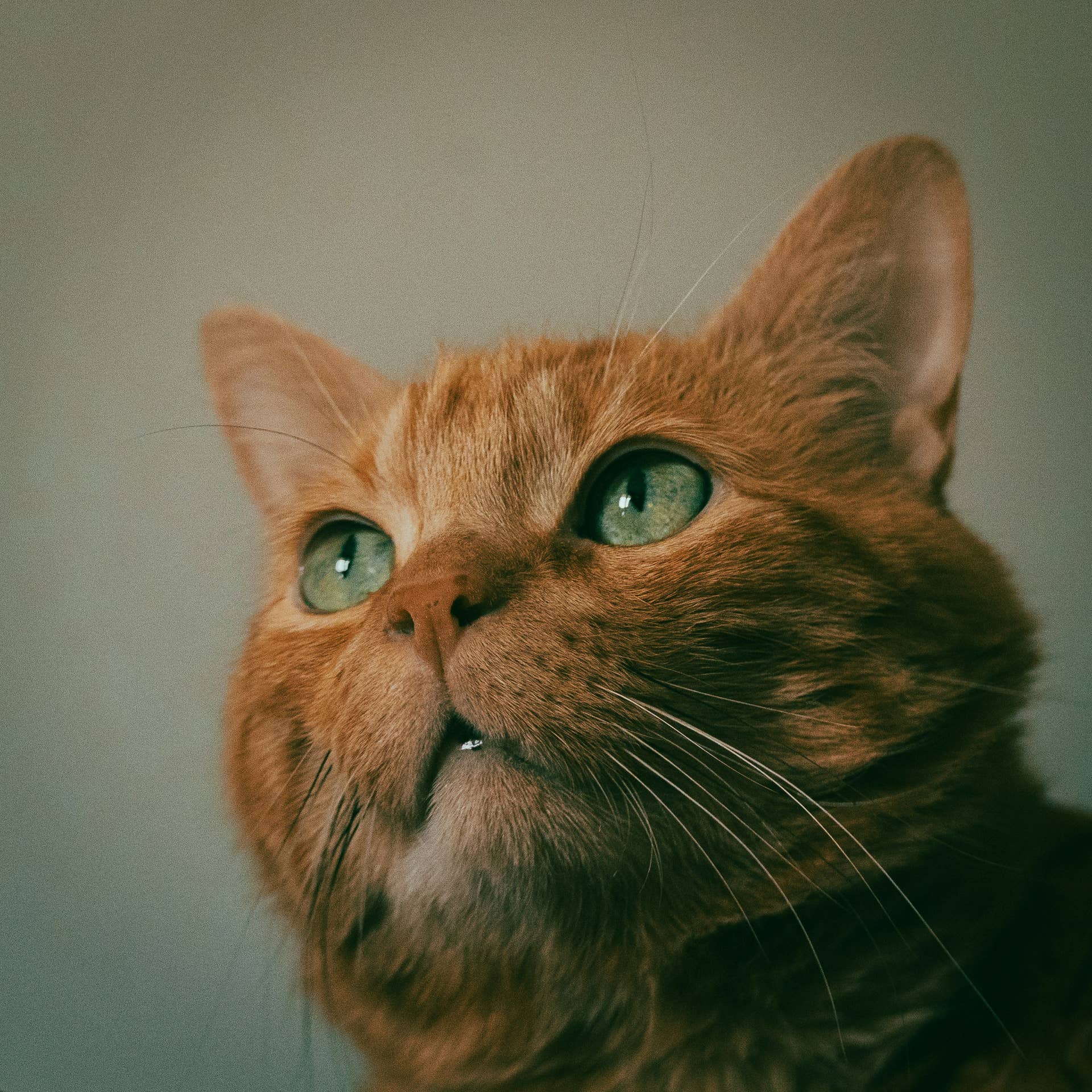 Orange Cats: Cute Photos, Funny Moments, and Big Personalities - Parade