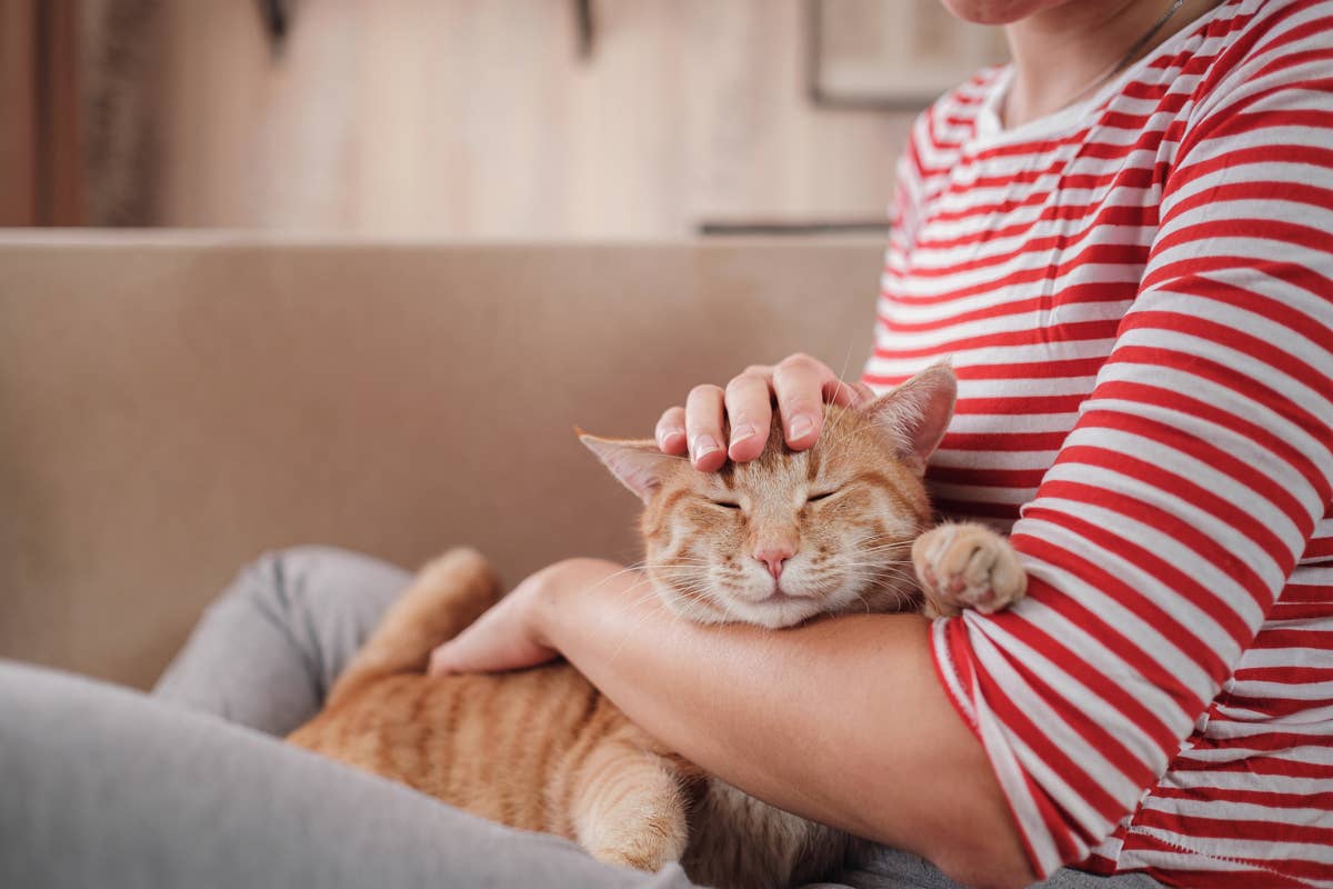 This Pet-Friendly Candle Brand Skips 250+ Harmful Ingredients - Parade Pets