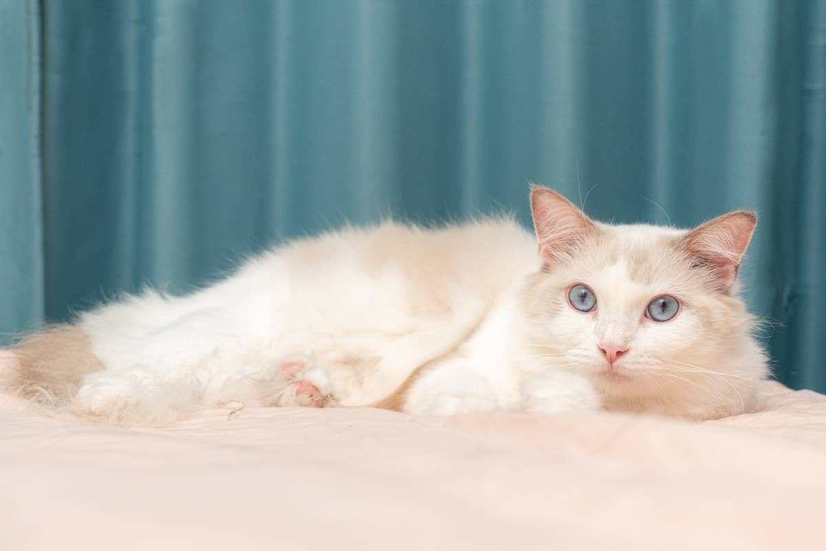 Mellow Cat Persian-Ragdoll Cat Takes the Night Shift With Infant Sibling and We ...