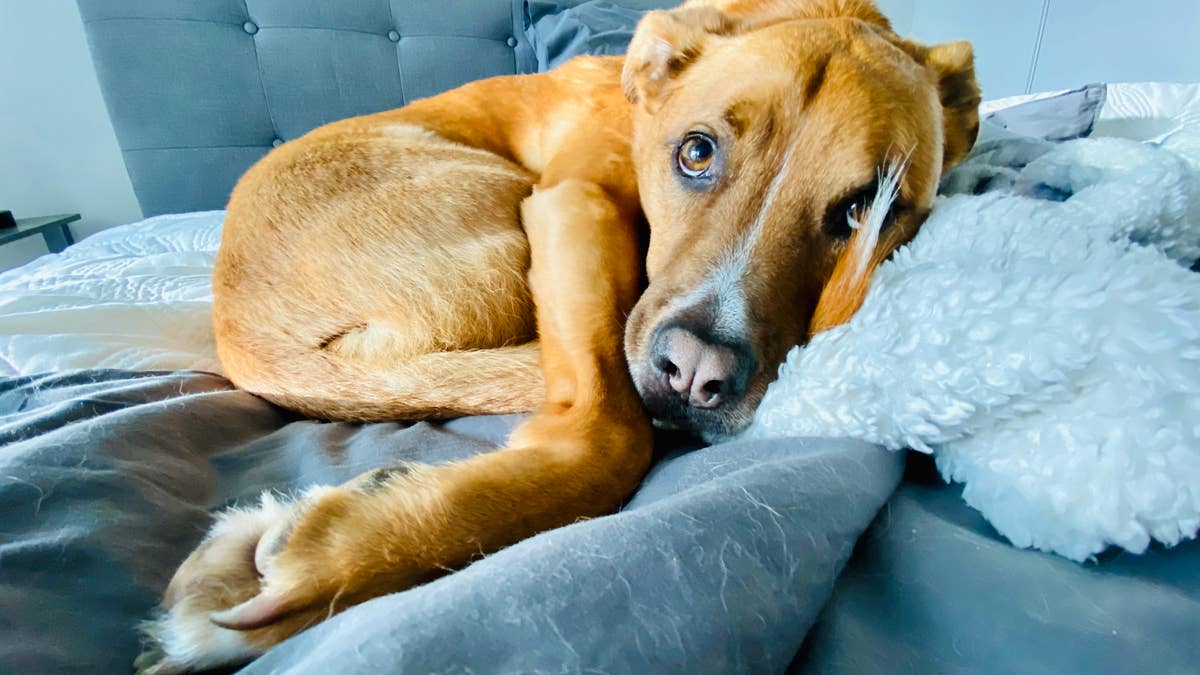 Gallery Detail: Famous Foster Mom Shares Emotional Update Following Abused Rescue Dog