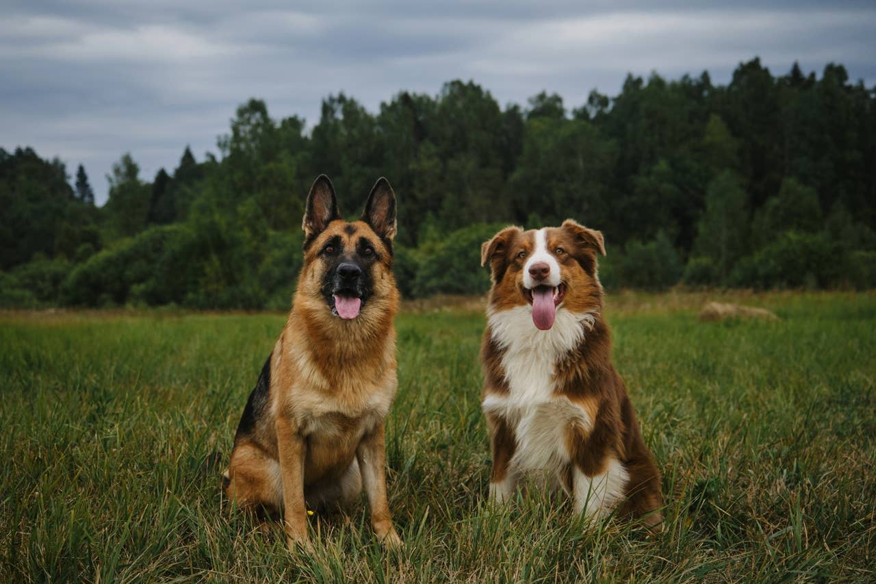 7 Smart Dog Breeds, According to Experts - Parade Pets