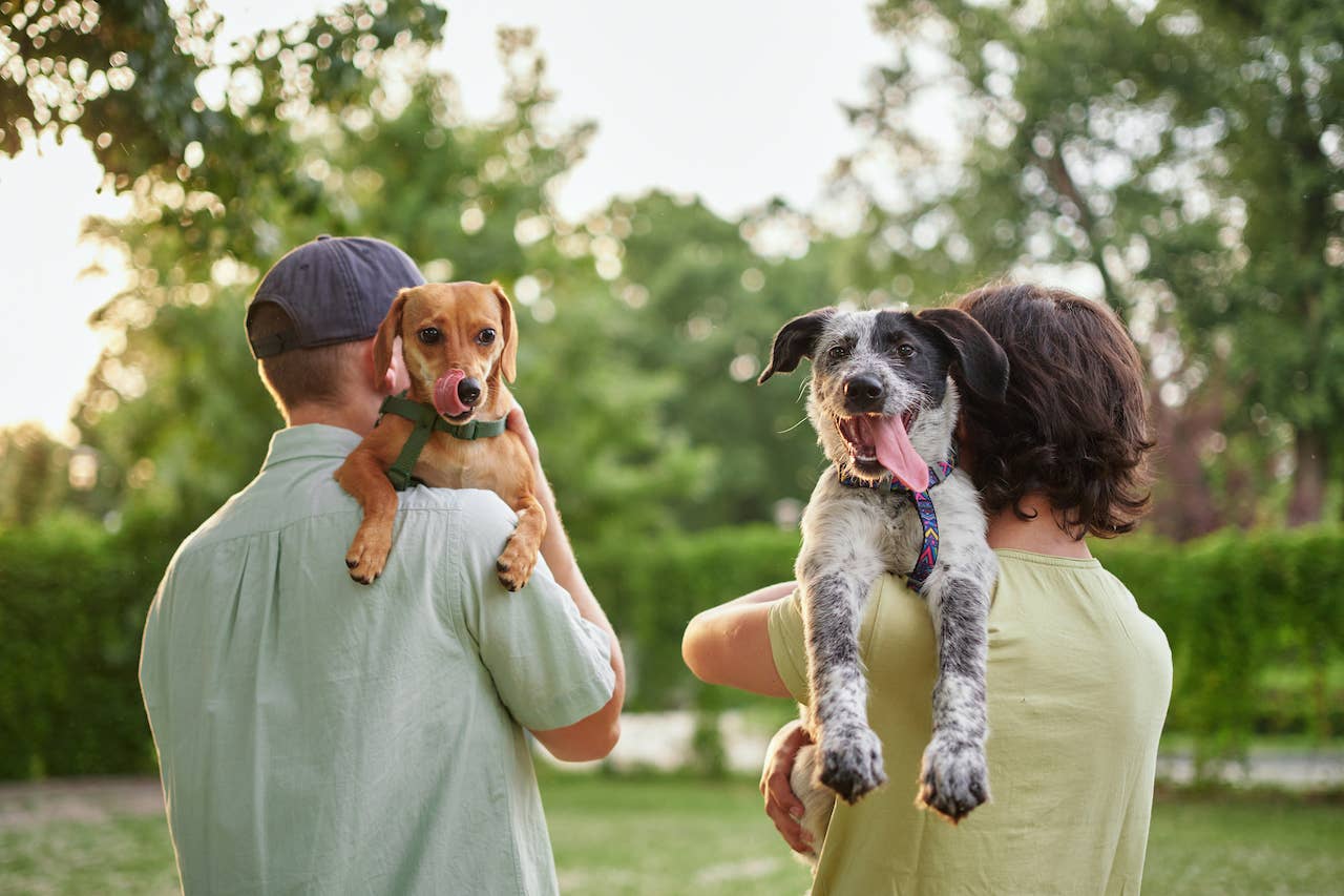 NFL Star Tom Brady's New Pup Is at the Center of Controversy - Parade Pets