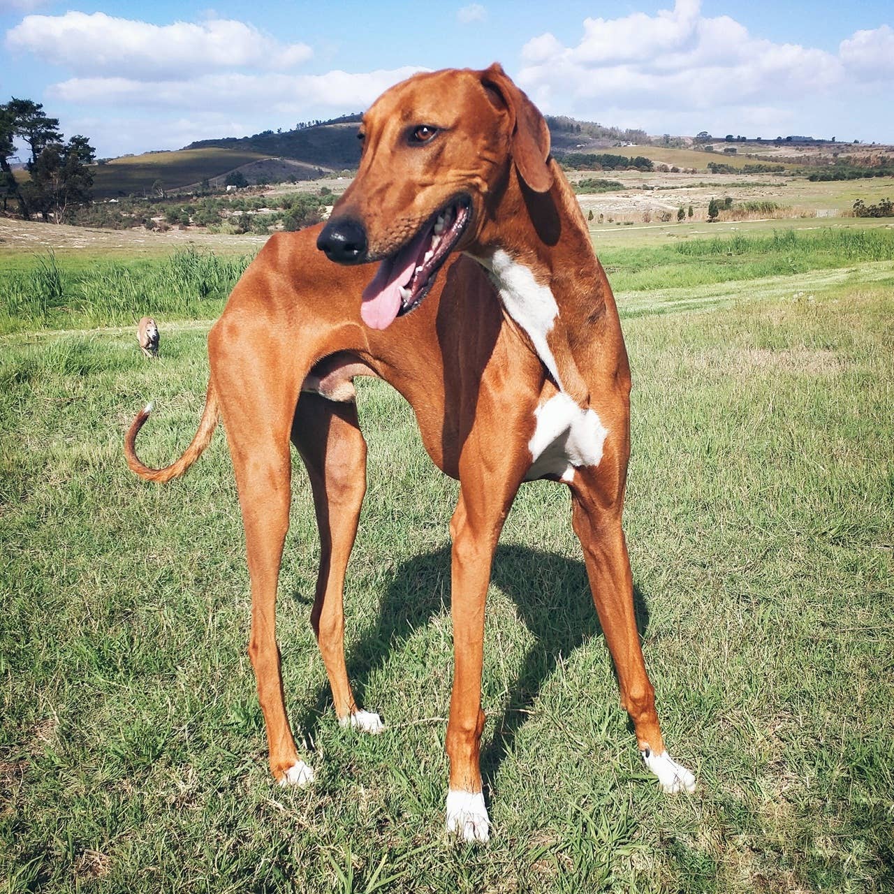Vets Reveal 6 Rare Dog Breeds You Probably Haven’t Seen - Parade Pets