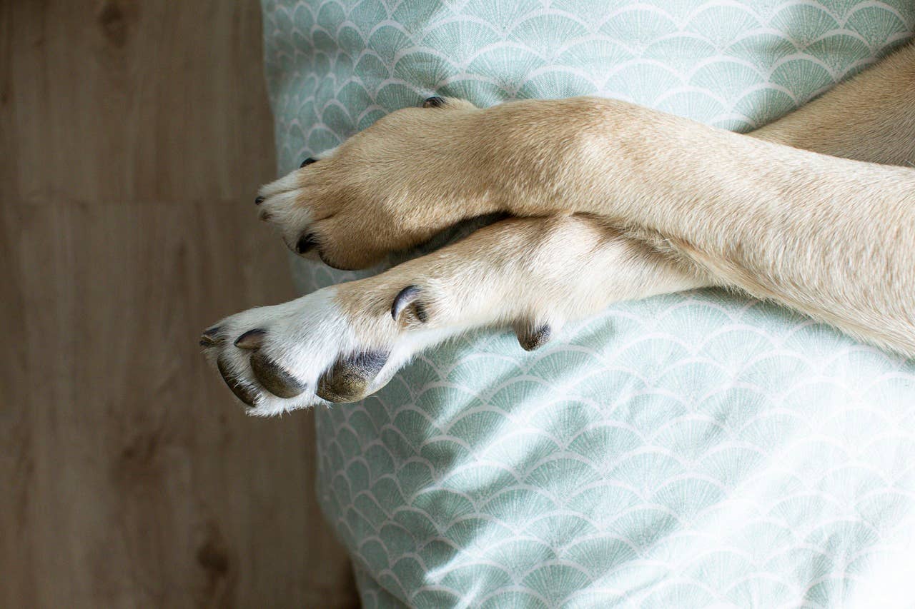 Vets Reveal 6 Rare Dog Breeds You Probably Haven’t Seen - Parade Pets