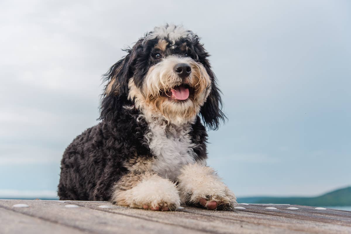 Mini Bernedoodle Puppy Gets First Haircut And He s Like A New Dog mini-bernedoodle-puppy-gets-first-haircut-and-he-s-like-a-new-dog