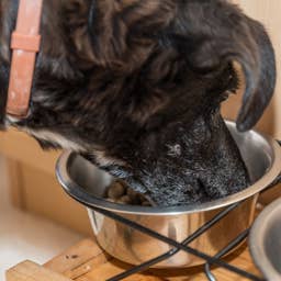 This New Open Farm x Lifeway Collab Is a Probiotic Powerhouse, and My Pup Loves the Salmon