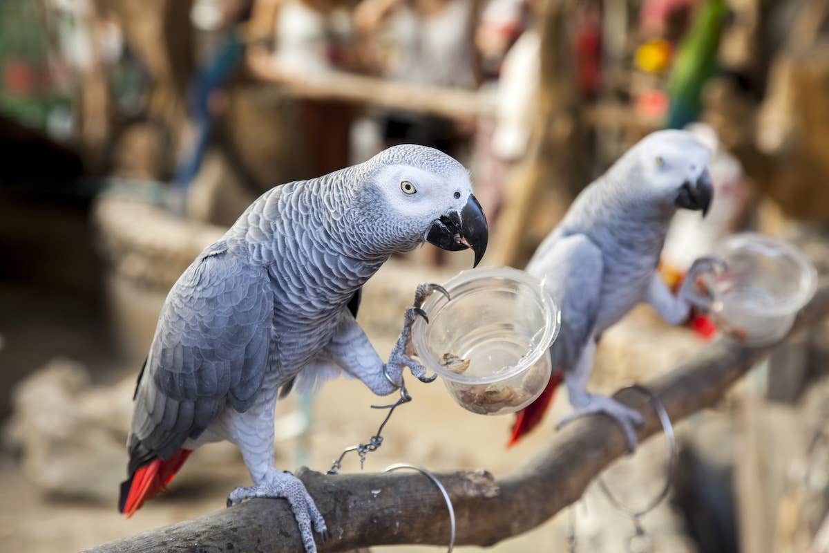 Parrot 'Talks Back' Waiting for Mom to 'Fetch' His Water - Parade Pets
