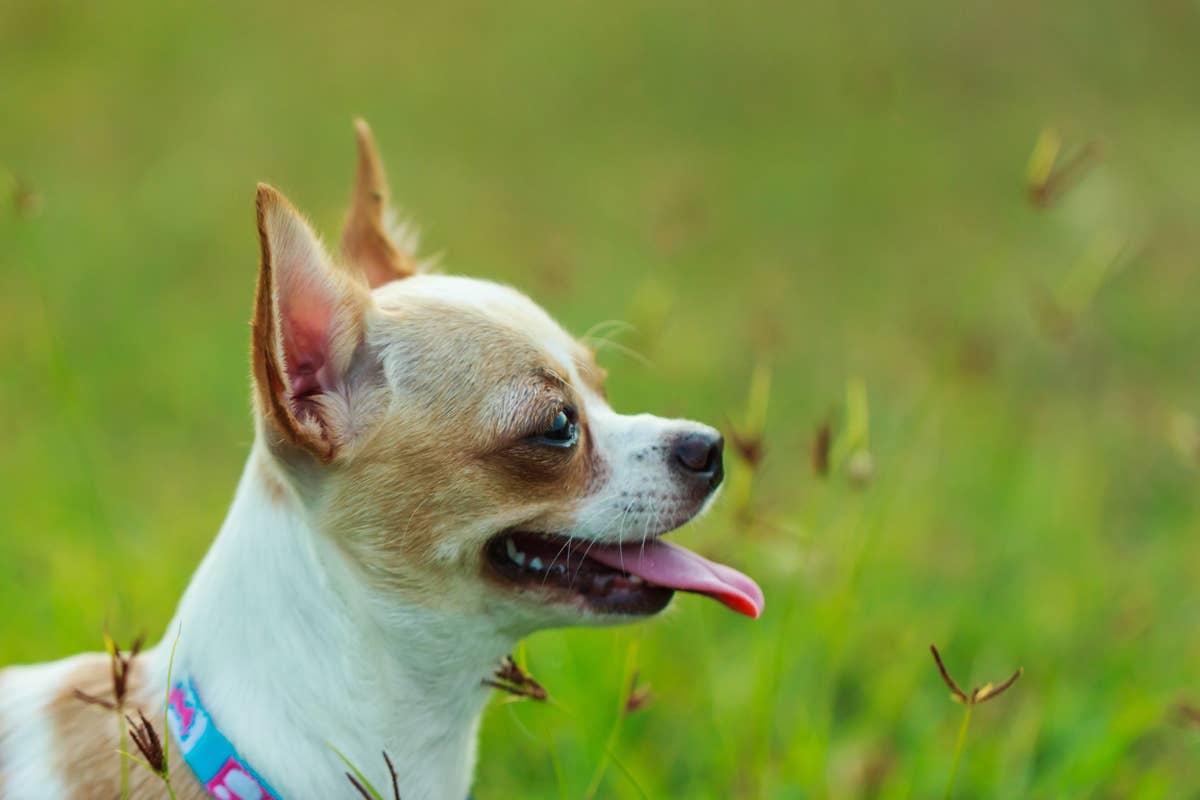 Rescue Dog Has a Quirky Habit He Does Completely Backwards - Parade Pets
