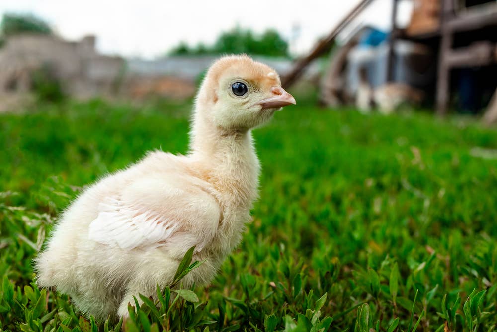 Turkey Mom’s Burping Demonstration Confuses Many on the Internet ...
