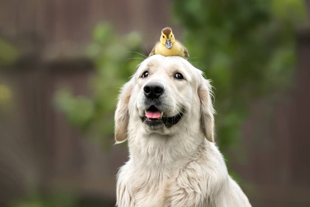 Pyramind Dog Golden Retriever Deemed 'Snow White in Dog Form' for Her Precious Bond ...