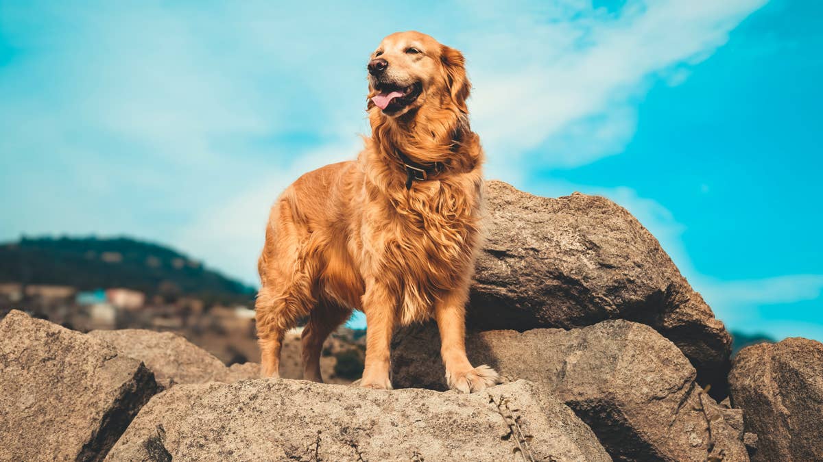 This Golden Retriever Came Up With the Most Brilliant Way to Beat the Summer Heat