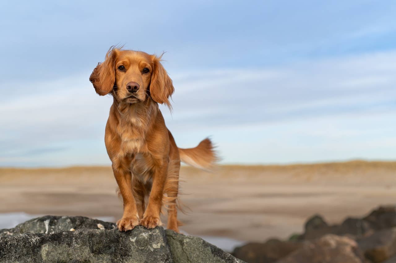 7 Devoted Dog Breeds That Are the Best Companions, Say Vets - Parade Pets