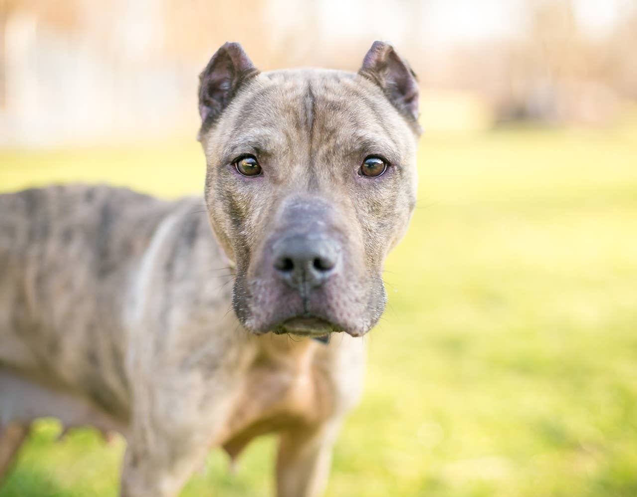 7 Most Dangerous Dog Breeds, According to Experts - Parade Pets