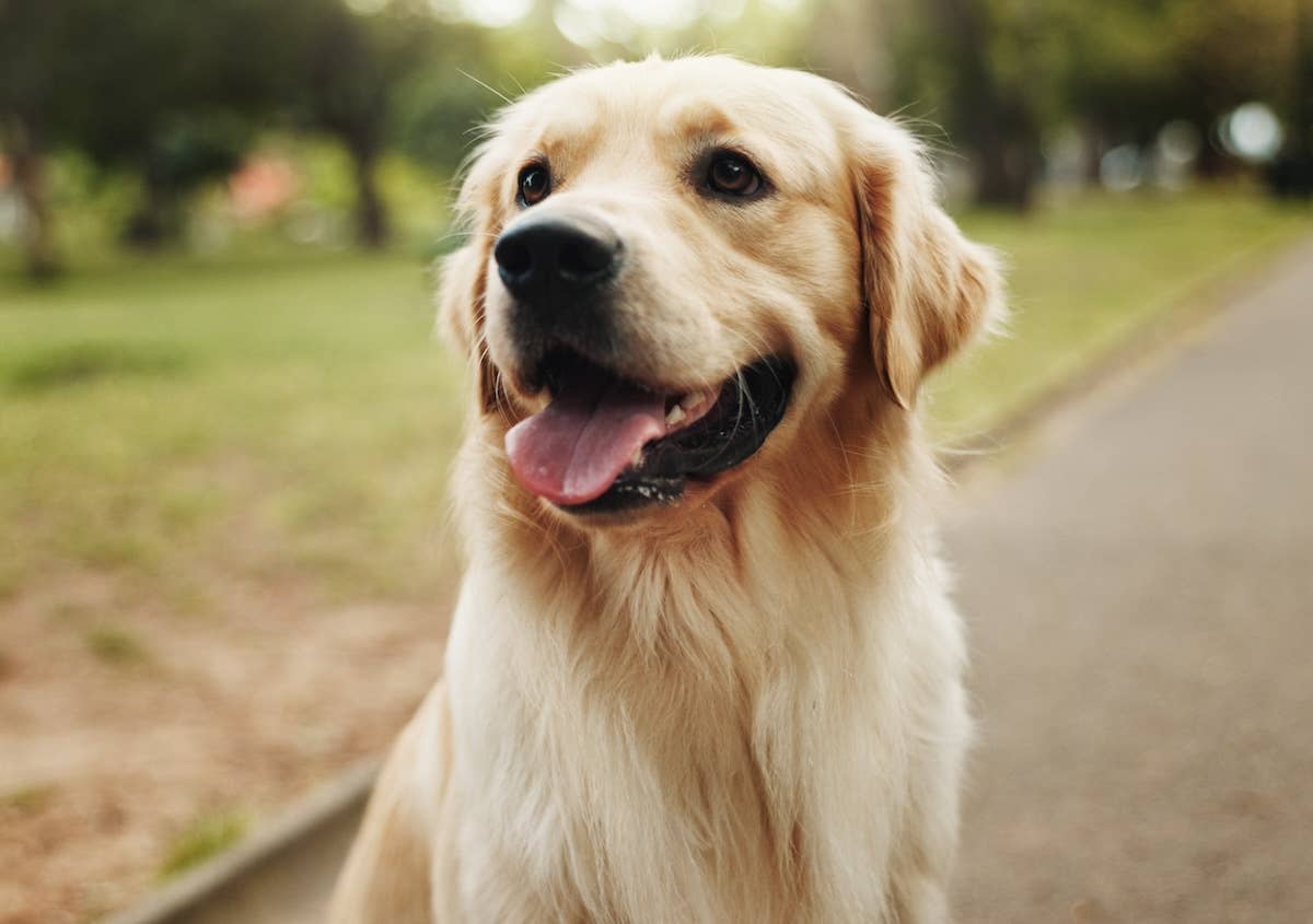 Golden Retriever Appoints Himself Recess Supervisor At School Golden Retriever Appoints Himself Recess Supervisor At School