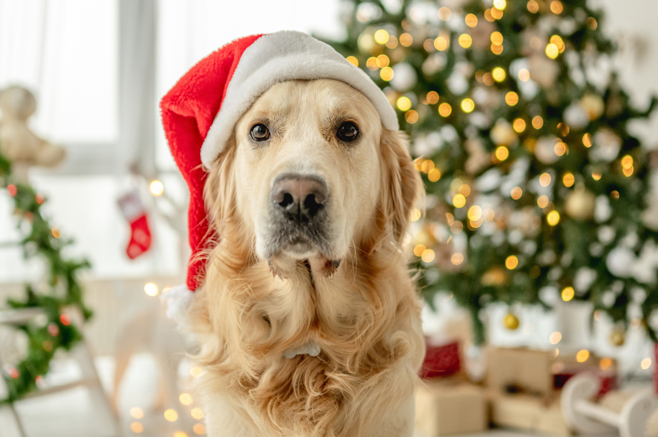 New Holiday Photo Trend for Dogs Is Taking Over TikTok and About To Be ...