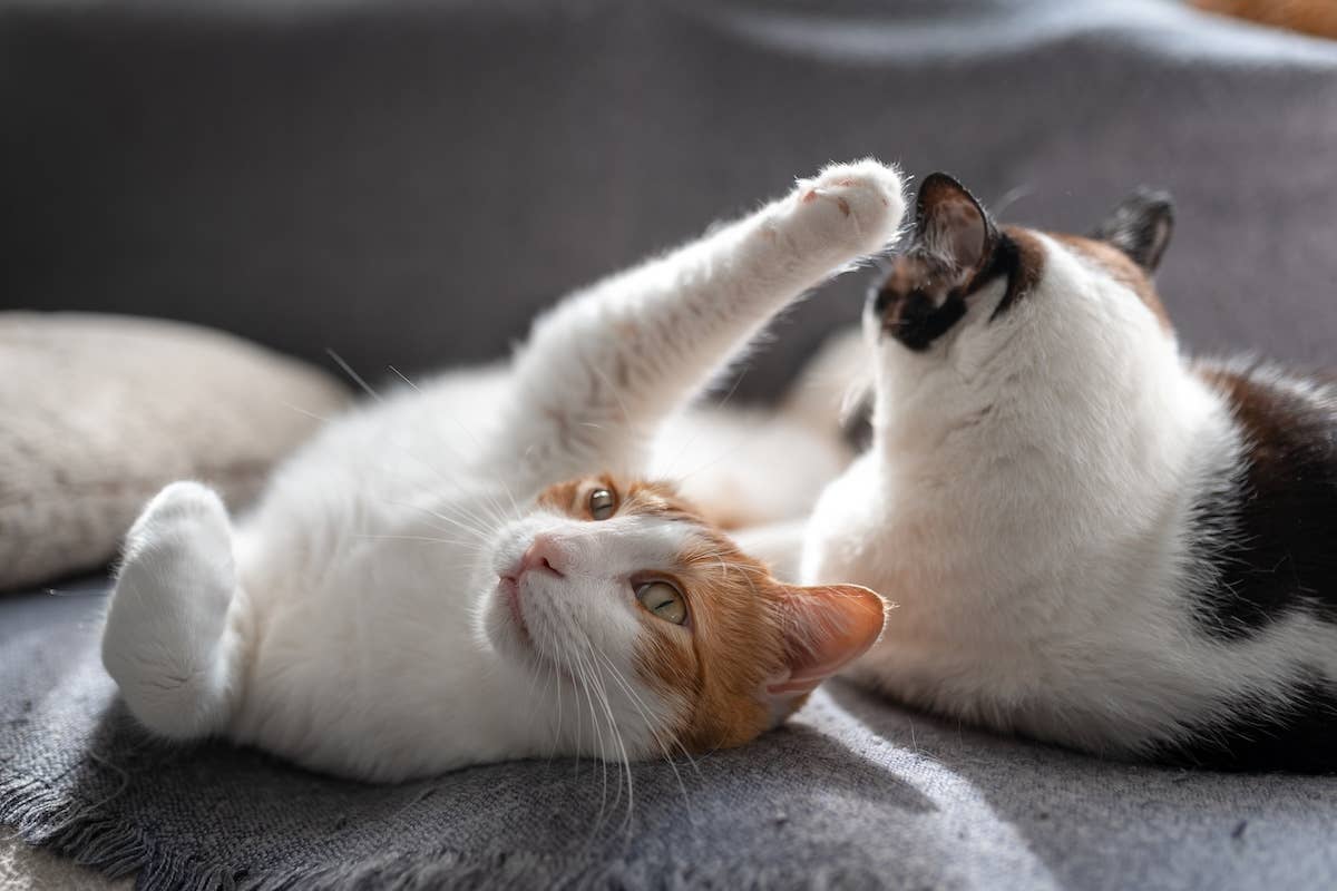 Cat Mom’s Insane ‘Dinosaur Cat Tree’ Is Totally Dreamy - Parade Pets