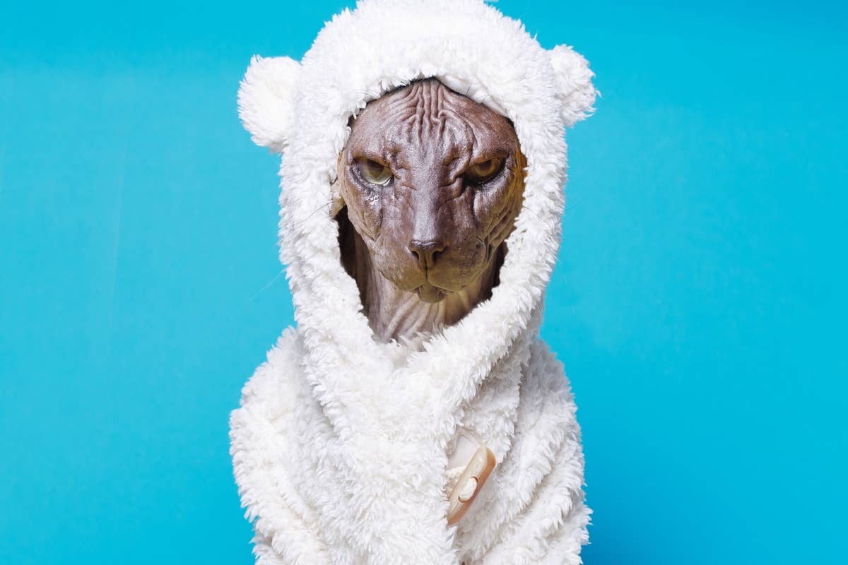 Sphynx Cat's 'Old Lady' Jester Getup Looks Like a Robe and Curlers ...