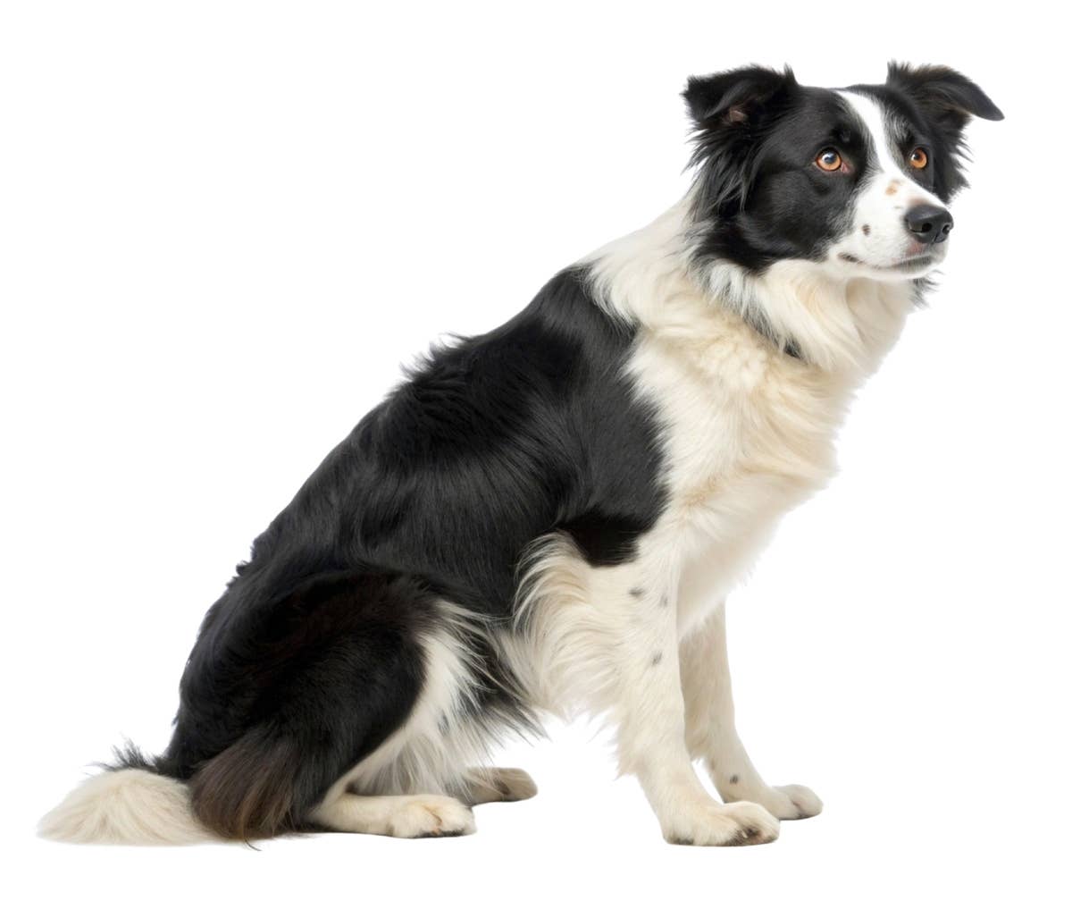 Breed Bernese And Border Collie Mix Closeup Of Cute Fluffy Mixed