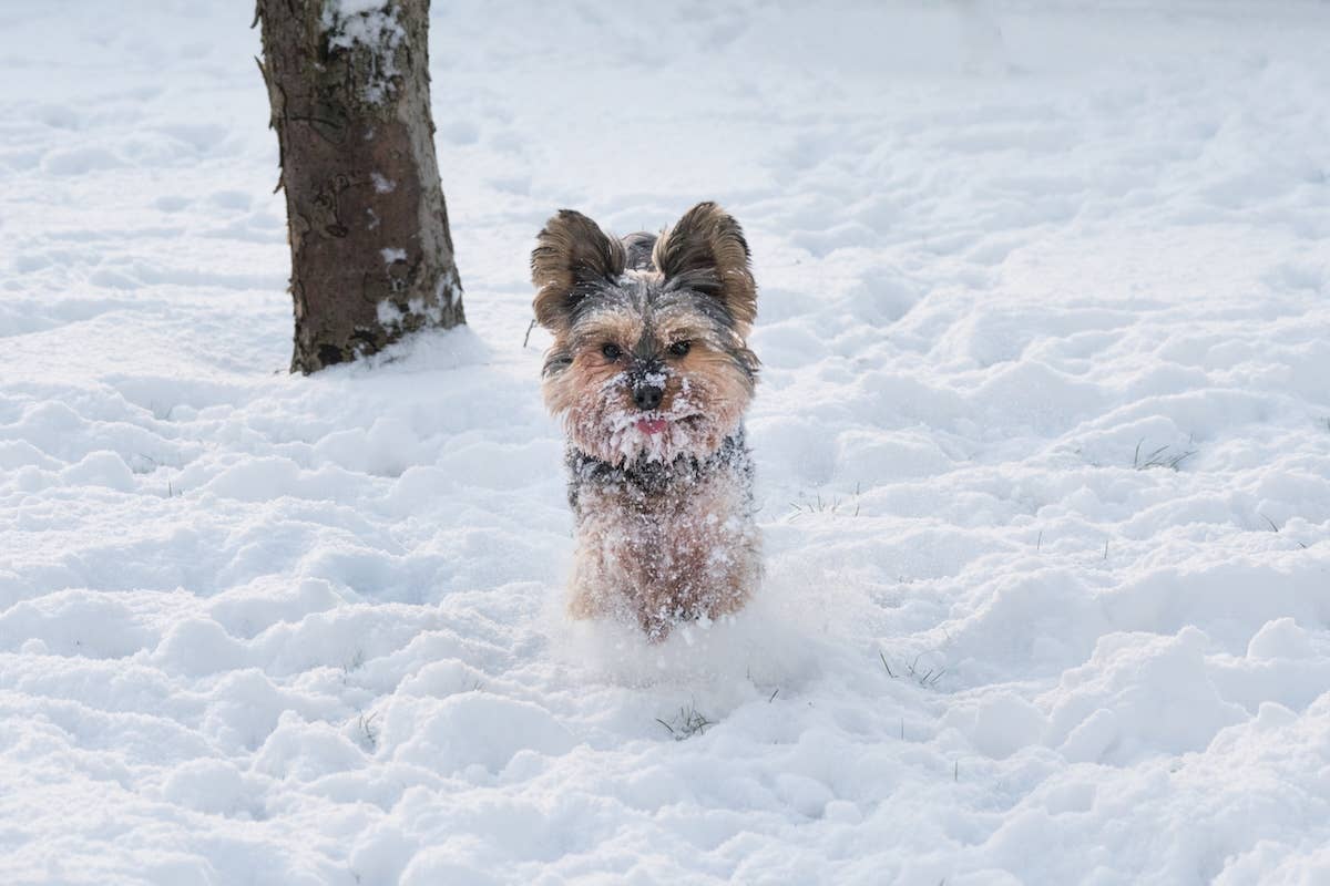 Tiny Yorkie's First Snow Day Is Full of the Happiest Hops - Parade Pets