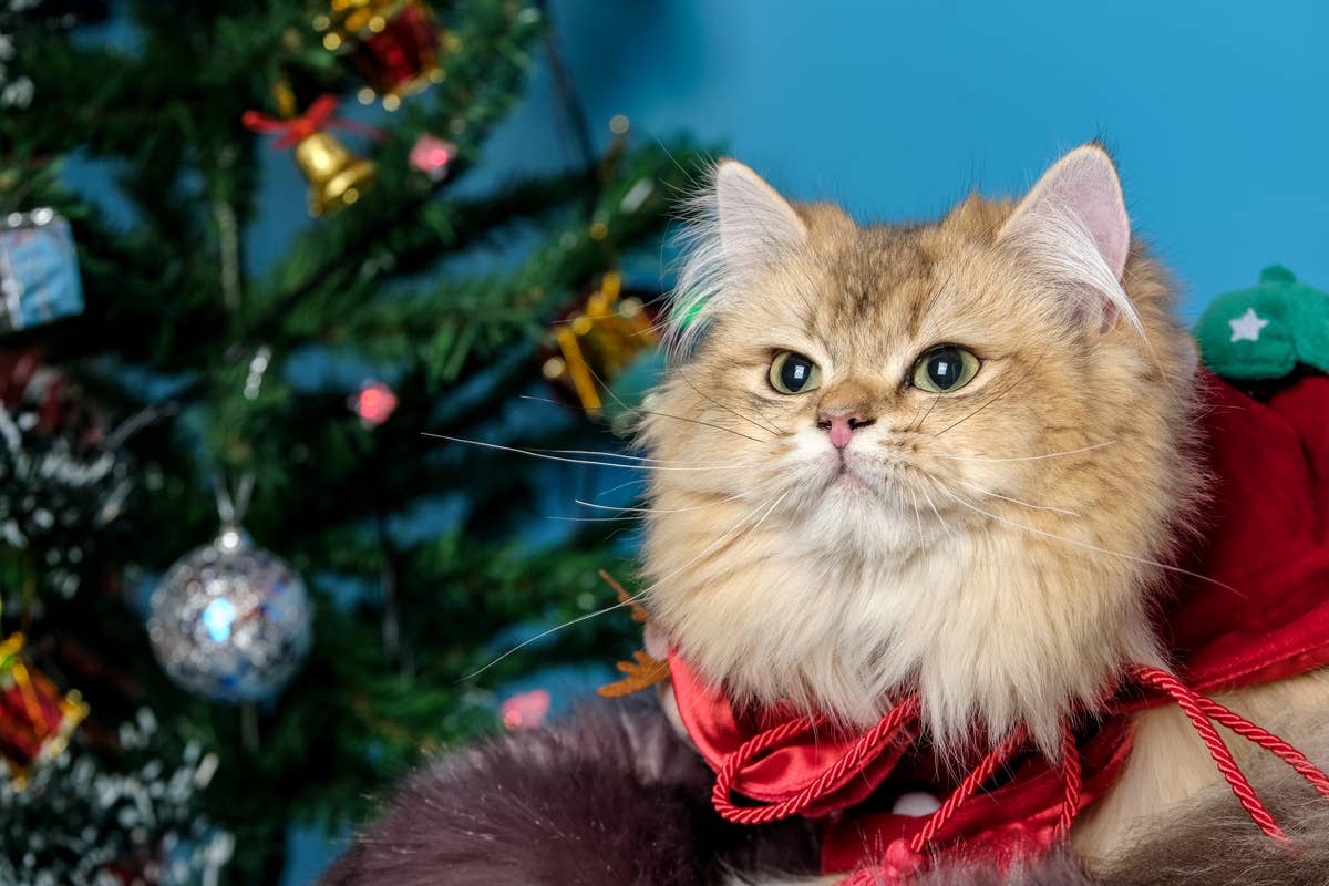 white christmas dresses Santa Hat Cat Tree – Happy & Polly