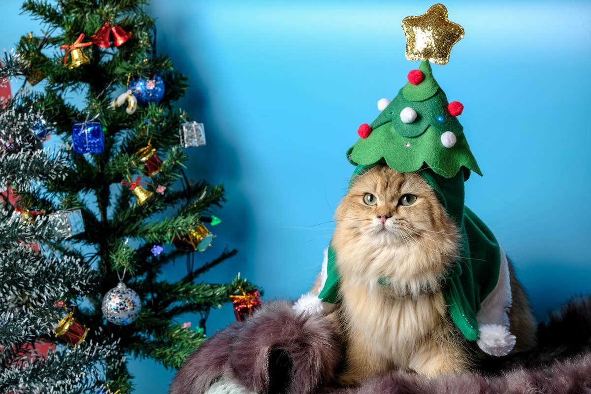 cat dressed as christmas tree Cat Tree Costume