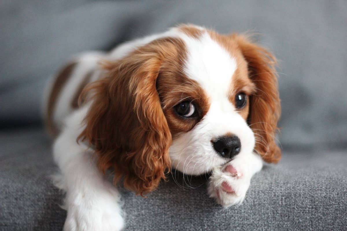 cavalier-king-charles-spaniel-discovers-she-s-a-disney-princess
