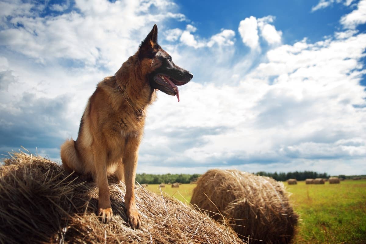 German Shepherd Gets a New Farm Job, and He’s Happy to Help - Parade Pets