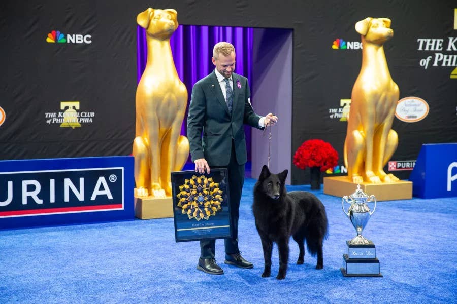 Ptes Show 'Gorgeous' Belgian Sheepdog Wins Best in Show Despite Fierce - Parade Pets
