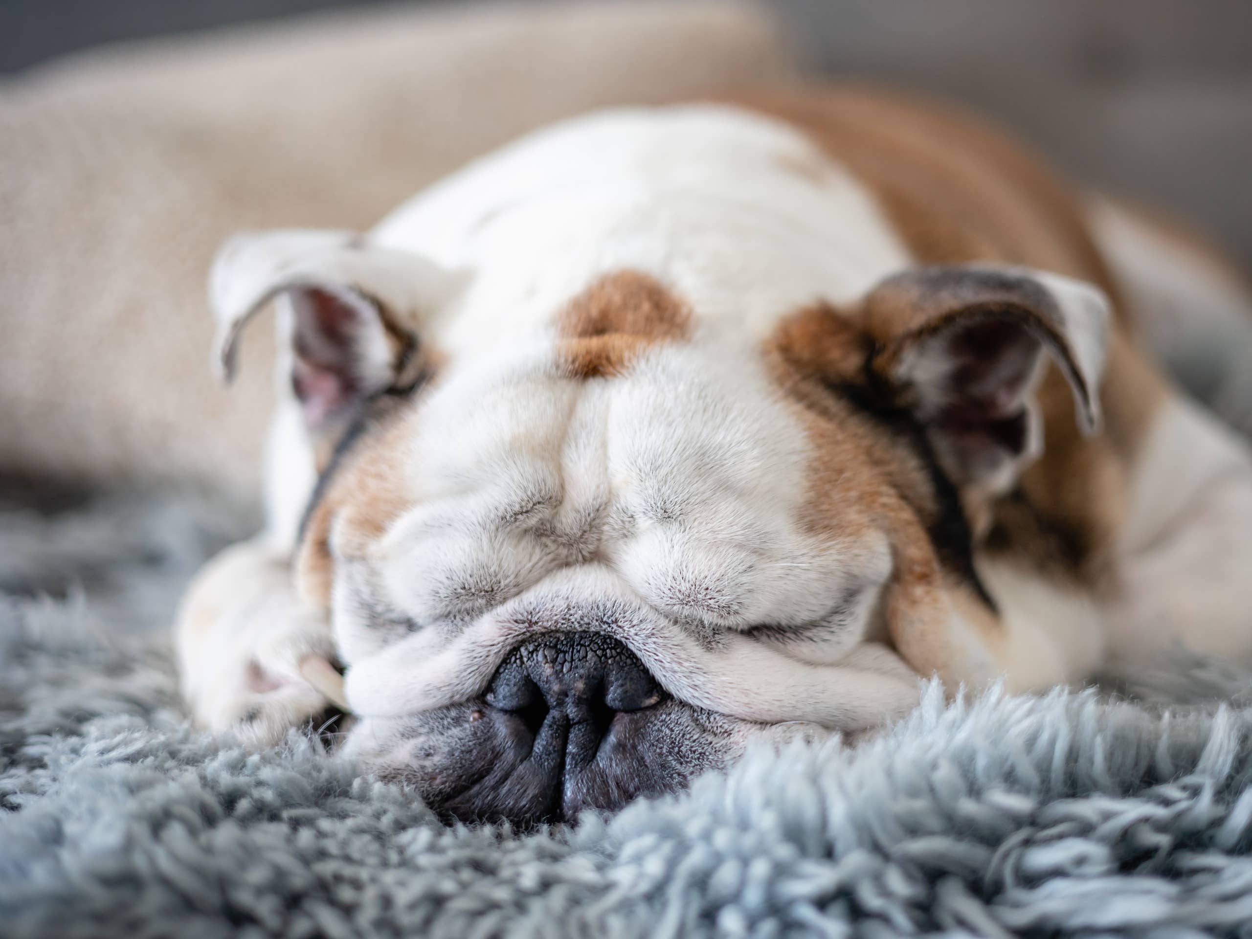 Tired Bulldog