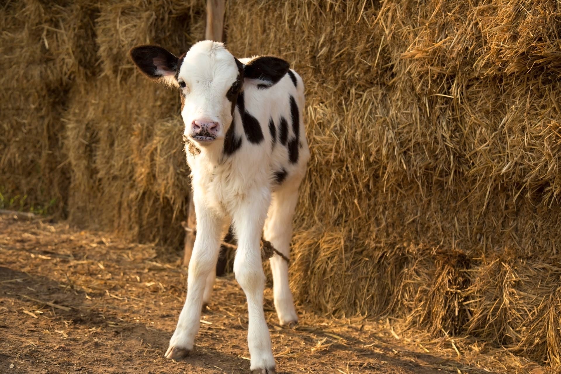 Mother Cow Lets Shivering Cat Cuddle Her Calf in Frigid Temps and It's ...