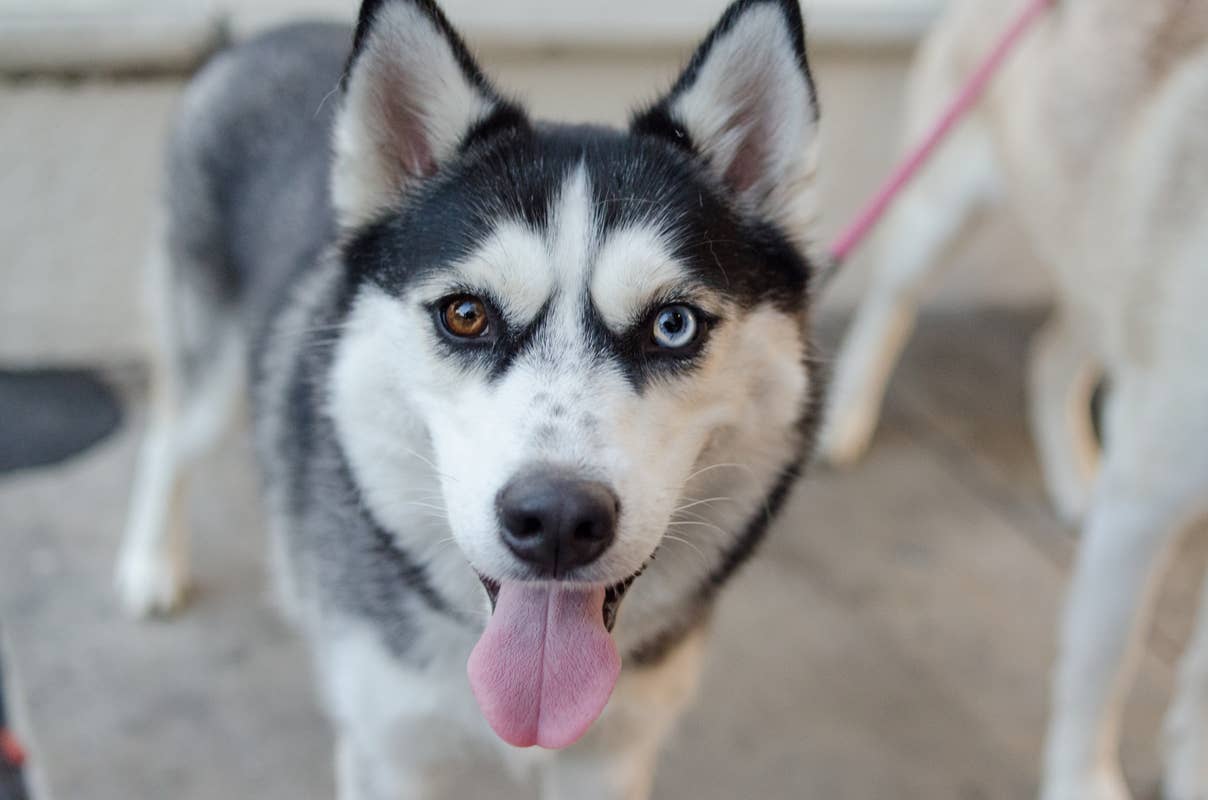Rescued Husky Finds Calm Watching Her New Fish Friends - Parade Pets
