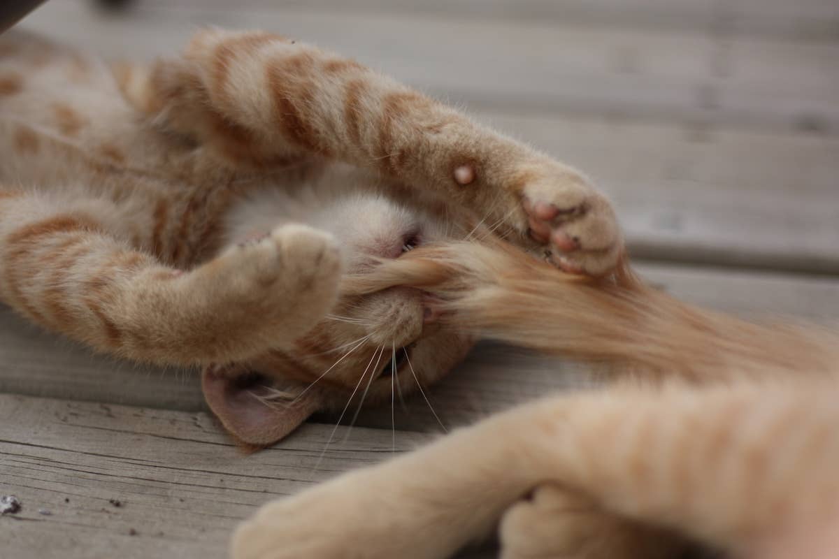 KITTEN TAILさん専用 Orange Cat's Tail Becomes Kitten Toy in Epic Twist - Parade Pets