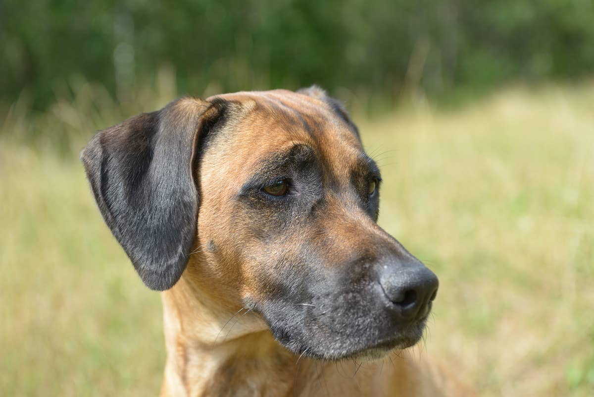 Shepherd Cross Ridgeback Rescue Dog 'Scared of Human Touch' Now 'Knows She Is Safe' and It's the ...