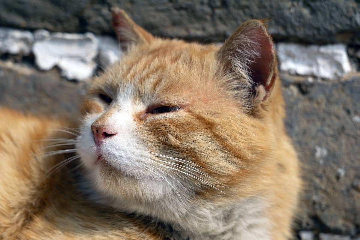 イギリスから来たマペットにゃんこ Orange Cat 'Steals the Show' at the Great Wall of China - Parade Pets