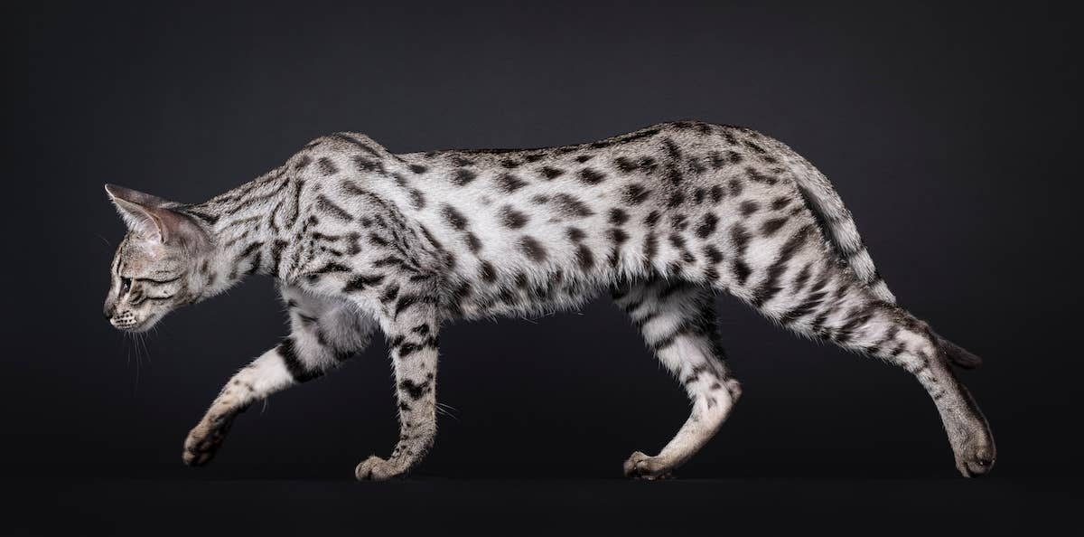 Gigantic, Snuggly Silver Savannah Cat Is an Absolute Unit - Parade