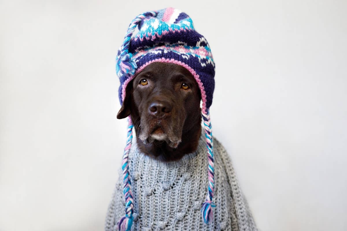 Senior Labrador Races To Show off Her Fancy New Pajamas to Furnace ...