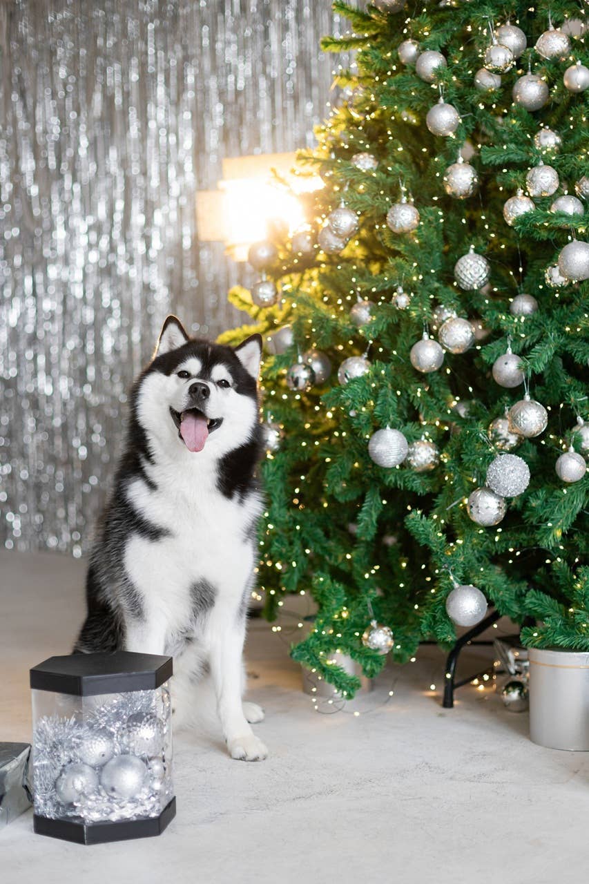 6 Dog Breeds Likely on Santa’s Naughty List, Vet-Approved - Parade Pets