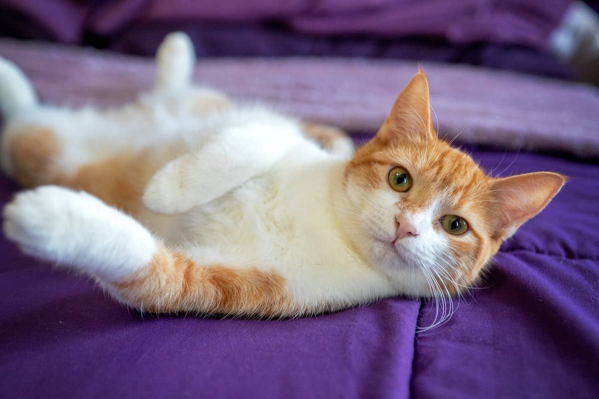 Therapy Cat Shares a Heartfelt Moment With a Cancer Patient and It’s a ...