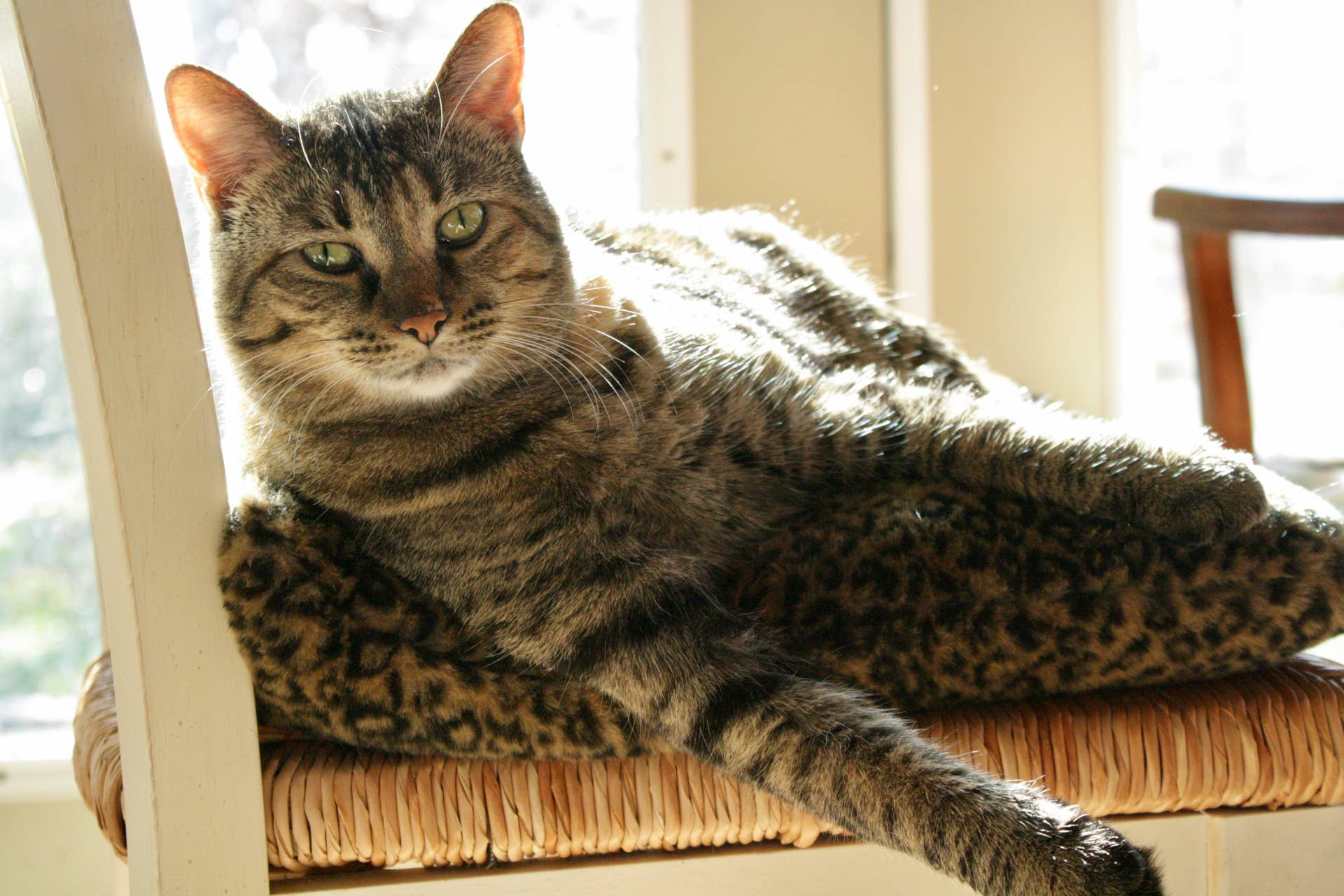 Tabby Cat Demands Mom Turn on Heated Bed With Genius Sequence of