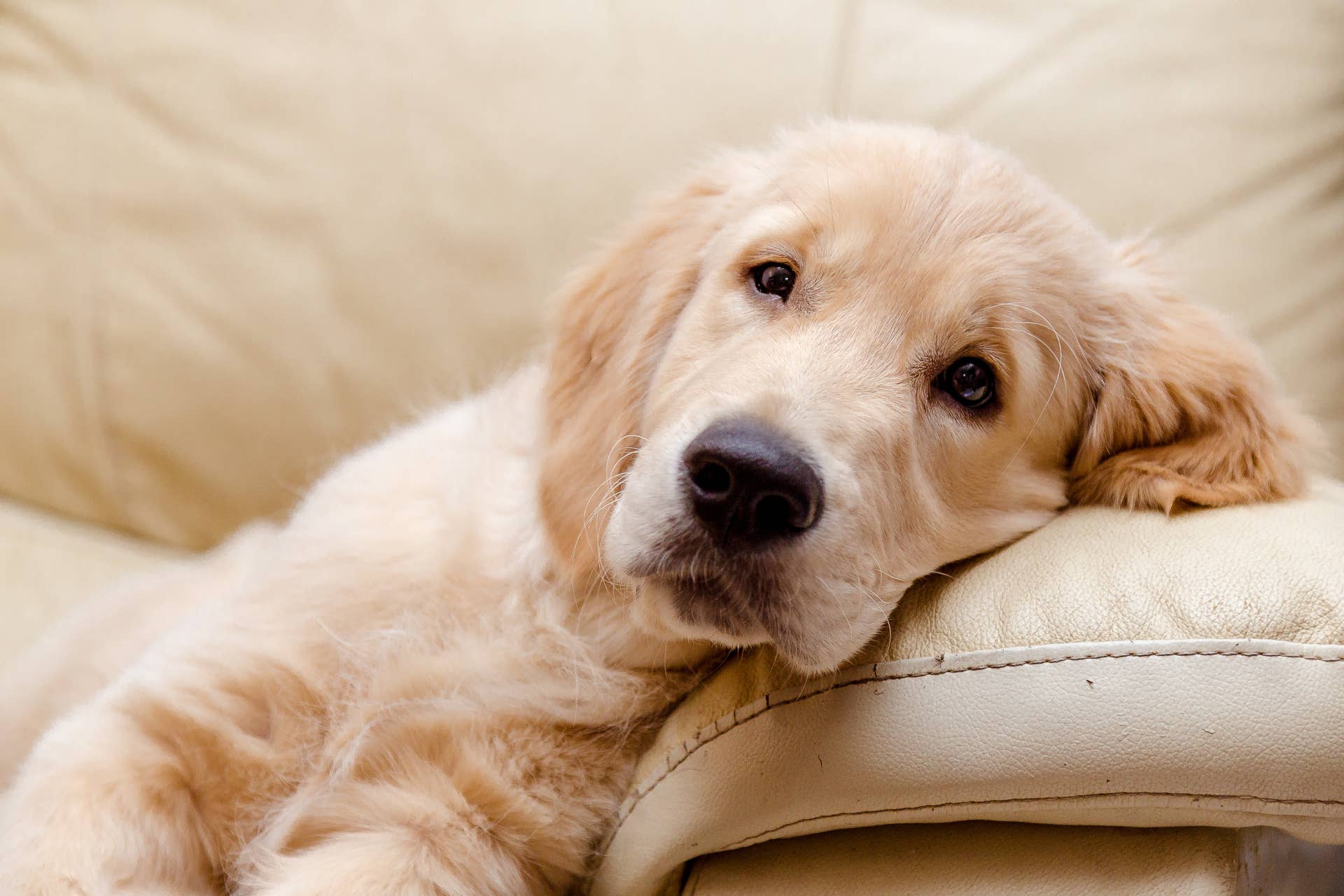 golden-retriever-tries-to-squeeze-into-a-too-small-hotel-bed-parade-pets