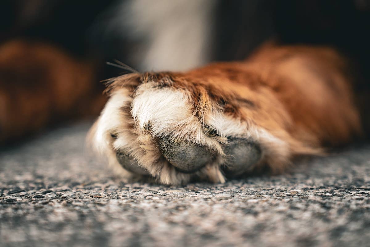 Rare Corgi-Malamute Mix Is the ‘Fluff Ball’ of Our Dreams - Parade Pets