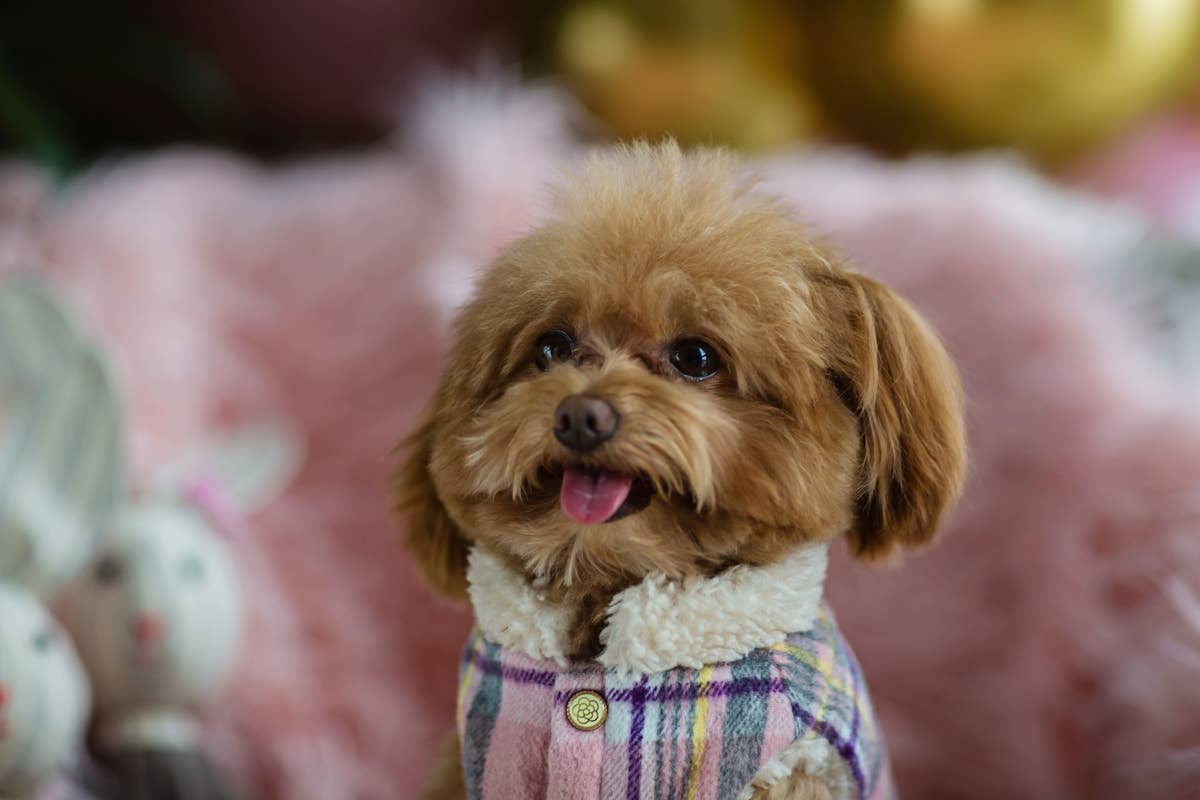 Teacup Poodle in Pink Sweater Secures Perimeter With Stellar