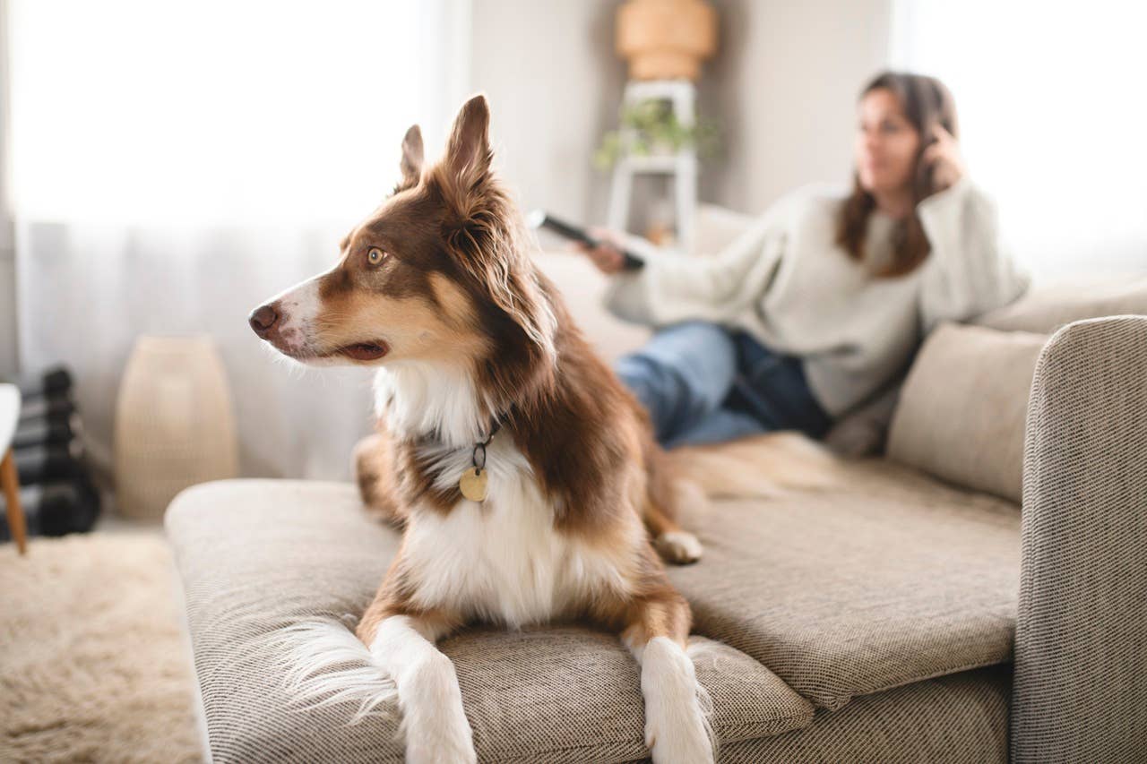 8 Signs Your Dog Doesn’t Like Someone, Trainer Says - Parade Pets