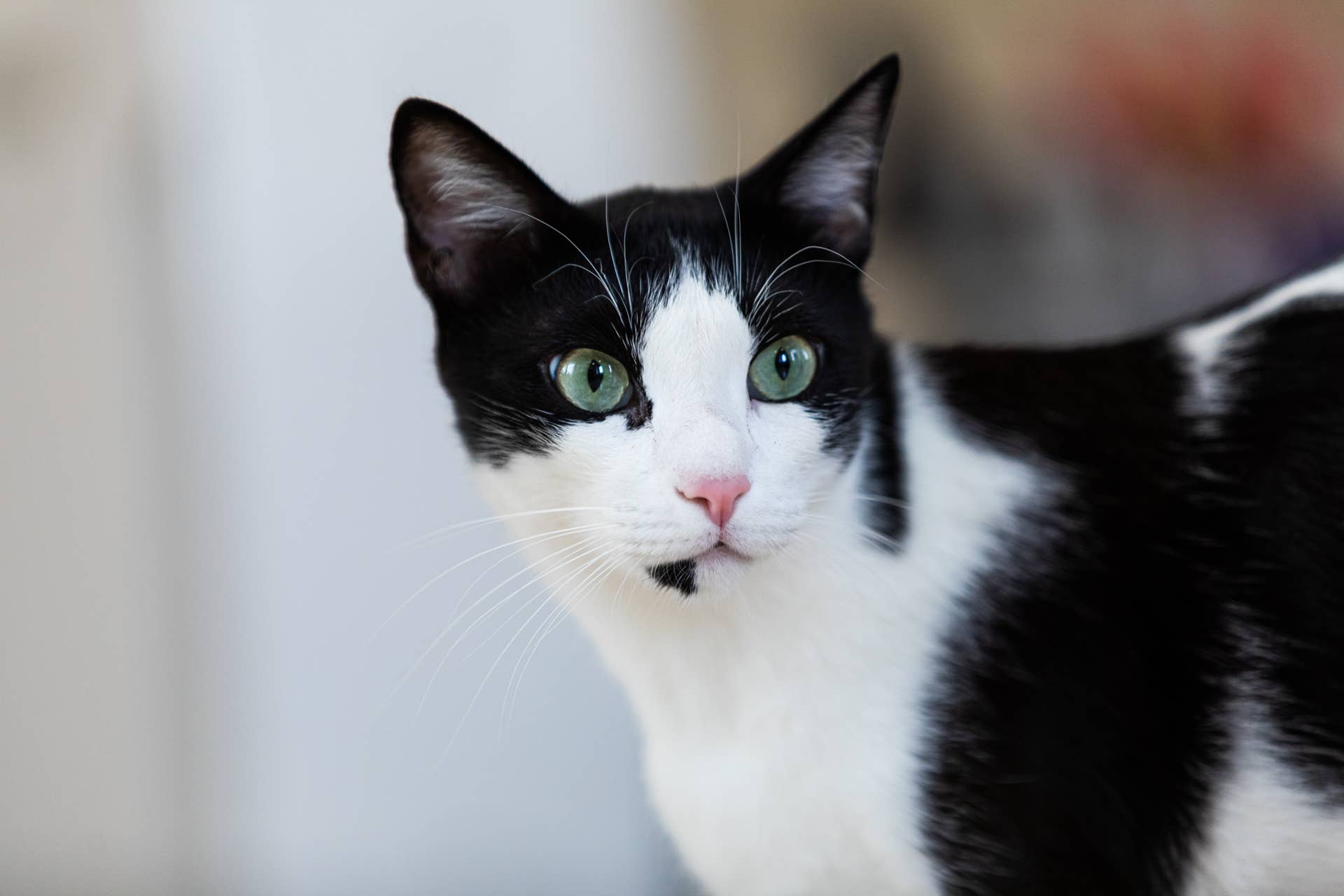 Tuxedo Cat's Dramatic Way of Faking Paw Injury Goes Viral Again ...