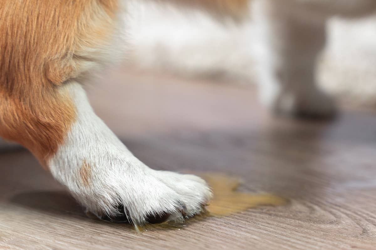 Orange Corgi Mix Looks Like an Orange Sherbet Ice Cream Cone - Parade Pets