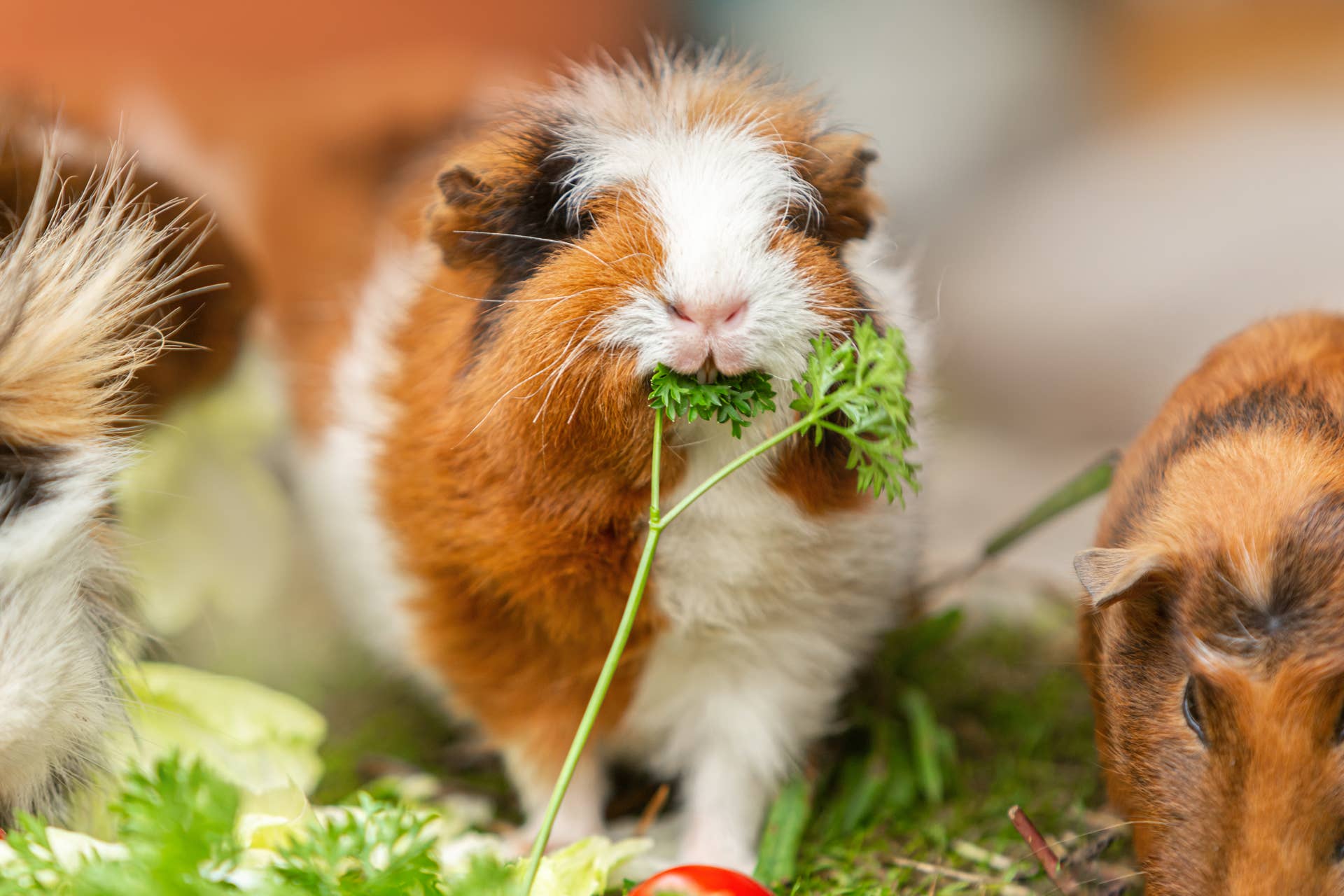Guinea Pigs Enjoying Their Own Private Salad Bar Will Warm Your Heart ...