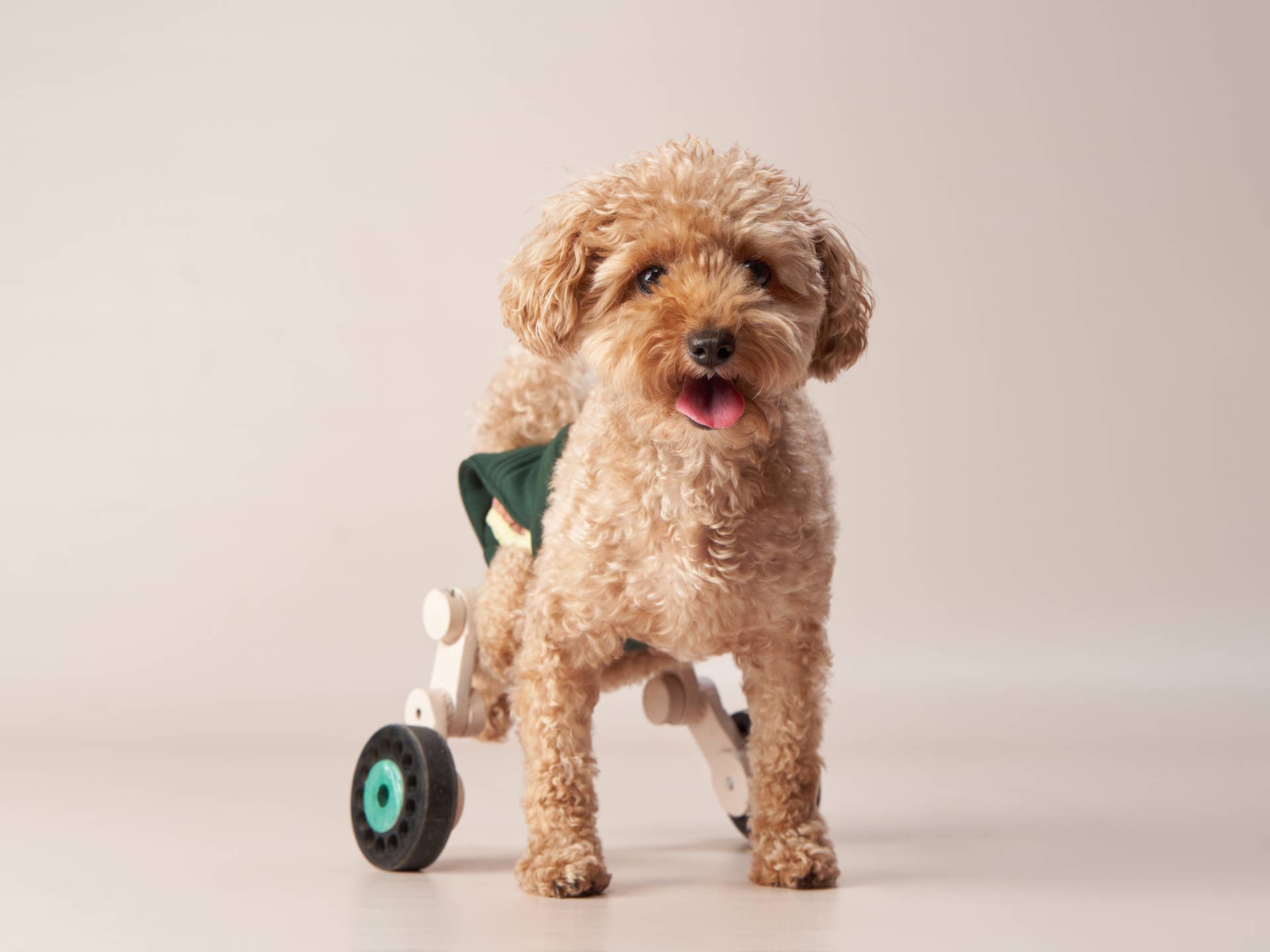 Cockapoo Wheelchair Brave Little Maltipoo Explores the Woods in His Wheelchair—and Viewers ...